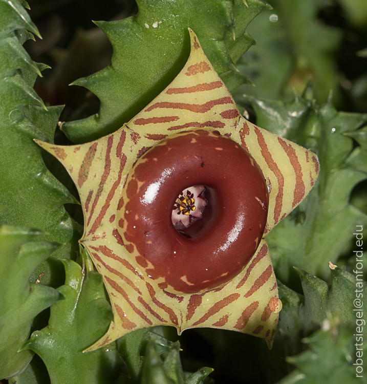 sf conservatory - life saver plant